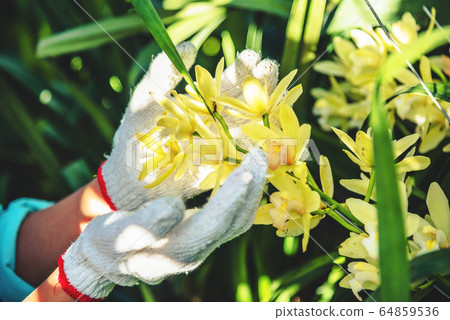 The young woman worker is taking care of the orchid flower in garden. The young woman worker is taking care of the orchid flower in garden. 64859536