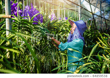 The young woman worker is taking care of the orchid flower in garden. Agriculture, orchid Plantation The young woman worker is taking care of the orchid flower in garden. Agriculture, orchid Plantation 64859538
