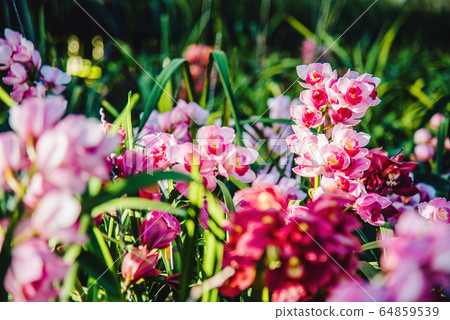 Cymbidium orchid flower in garden at winter at Chiangmai, Postcard design Cymbidium Cymbidium orchid flower in garden at winter at Chiangmai, Postcard design Cymbidium 64859539