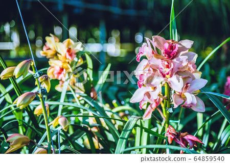 Cymbidium orchid flower in garden at winter at Chiangmai, Postcard design Cymbidium orchid. 64859540