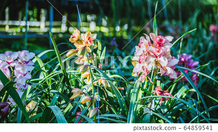 Cymbidium orchid flower in garden at winter at Chiangmai, Postcard design Cymbidium orchid. Cymbidium orchid flower in garden at winter at Chiangmai, Postcard design Cymbidium orchid. 64859541