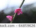 Kobai 64859626