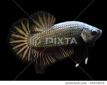 Betta Black Copper Halfmoon Plakat HMPK Male or Plakat Fighting Fish Splendens On Black Background. Betta Black Copper Halfmoon Plakat HMPK Male or Plakat Fighting Fish Splendens On Black Background. 64859639