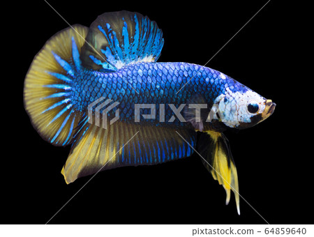 Betta Mustard Halfmoon Plakat HMPK Male or Plakat Fighting Fish Splendens On Black Background. Betta Mustard Halfmoon Plakat HMPK Male or Plakat Fighting Fish Splendens On Black Background. 64859640