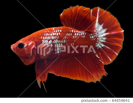 Betta Hellboy Halfmoon Plakat HMPK Male or Plakat Fighting Fish Splendens On Black Background. Betta Hellboy Halfmoon Plakat HMPK Male or Plakat Fighting Fish Splendens On Black Background. 64859641