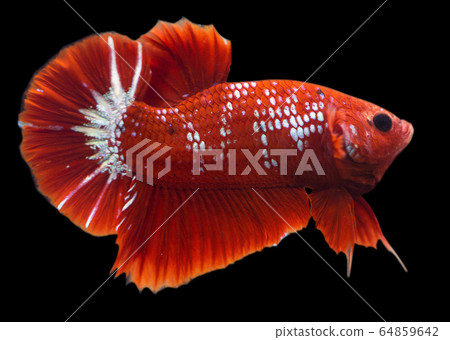 Betta Hellboy Halfmoon Plakat HMPK Male or Plakat Fighting Fish Splendens On Black Background. Betta Hellboy Halfmoon Plakat HMPK Male or Plakat Fighting Fish Splendens On Black Background. 64859642