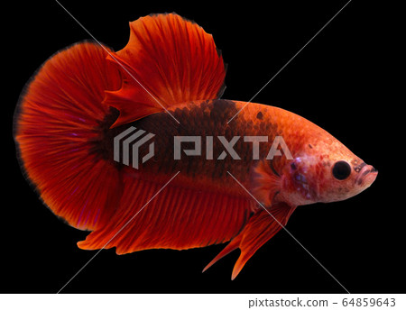 Betta Hellboy Halfmoon Plakat HMPK Male or Plakat Fighting Fish Splendens On Black Background. 64859643
