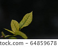Wakaba 64859678