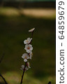 Plum blossom  64859679