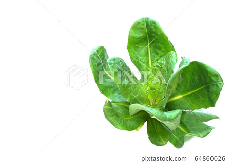 菊苣根 菊苣根 64860026