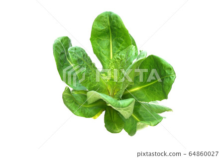 菊苣根 菊苣根 64860027