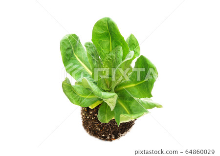 菊苣根 菊苣根 64860029