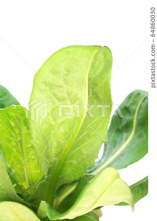 菊苣根 菊苣根 64860030