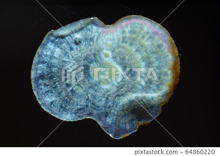 Spinach tissue structure Spinach tissue structure 64860220