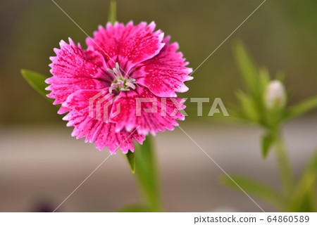 1 wheel of dianthus 64860589
