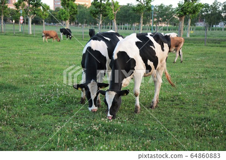 Holstein cattle 64860883