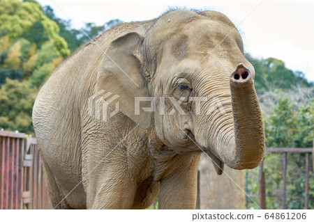 Elephant Elephant 64861206