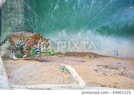 Jaguar animal, zoo, japandaira zoo, cute, tree, forest, woodland, park, brown, tourist destination, tourist attraction, copy 64861229
