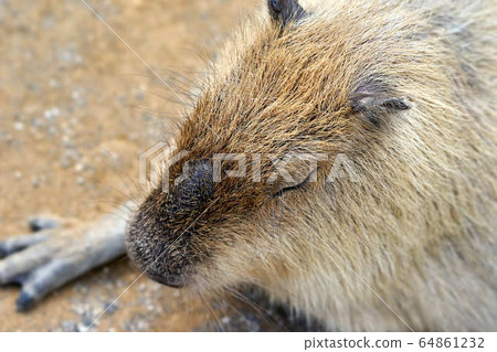 Capybara Capybara 64861232
