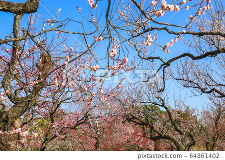 Tokyo Metropolitan Jindai Botanical Park where red plum blossoms bloom 64861402