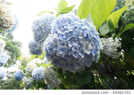 自然,風景,旅行,繡球花,夏天,夏花,植物 自然,風景,旅行,繡球花,夏天,夏花,植物 64862191
