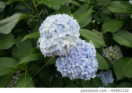 自然,風景,旅行,繡球花,夏天,夏花,植物 自然,風景,旅行,繡球花,夏天,夏花,植物 64862192