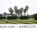 濟州島，旅行，國內旅行，濟州島旅行，公園，棕櫚，棕櫚樹，草，草，樹木 64862295