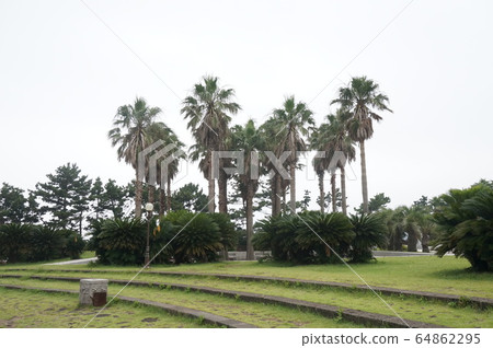 濟州島,旅行,國內旅行,濟州島旅行,公園,棕櫚,棕櫚樹,草,草,樹木 濟州島,旅行,國內旅行,濟州島旅行,公園,棕櫚,棕櫚樹,草,草,樹木 64862295