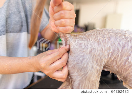 如何擠肛門線 如何擠肛門線 64862485