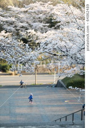 Square with cherry blossoms in the evening Square with cherry blossoms in the evening 64862489
