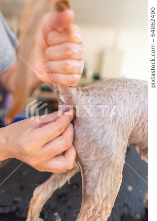 How to squeeze the anal line 64862490