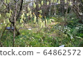 Asobi in the University Botanical Garden 64862572
