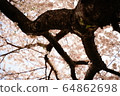 Cherry Blossoms	 64862698