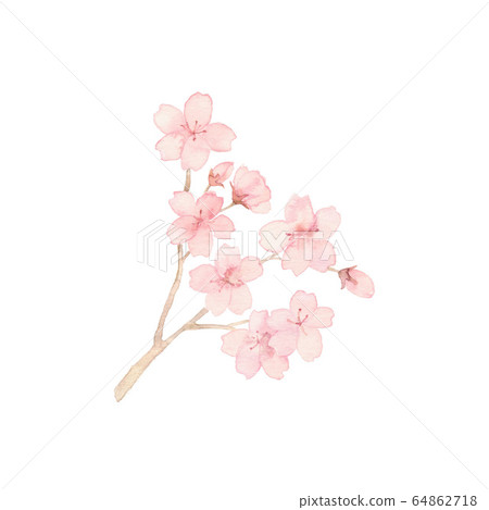 Cherry blossom, material 64862718