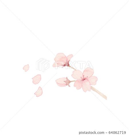 Cherry blossoms and petals, material Cherry blossoms and petals, material 64862719