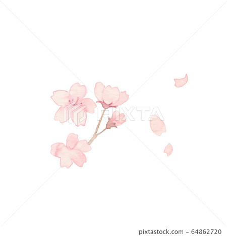 Cherry blossoms and petals, material Cherry blossoms and petals, material 64862720