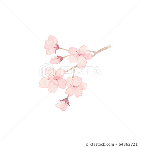 櫻花,材料 櫻花,材料 64862721