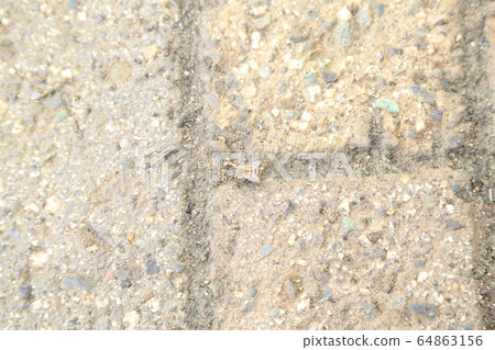 日本蜜蜂喝水 64863156