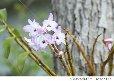 Sekkoku flower 64863157