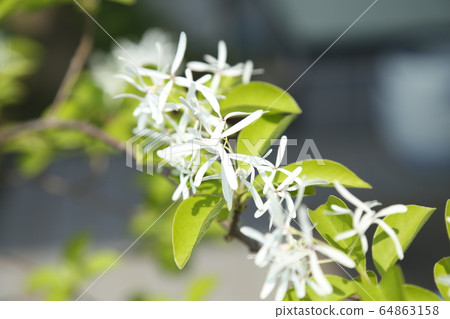 Hinatsubotago之花 Hinatsubotago之花 64863158