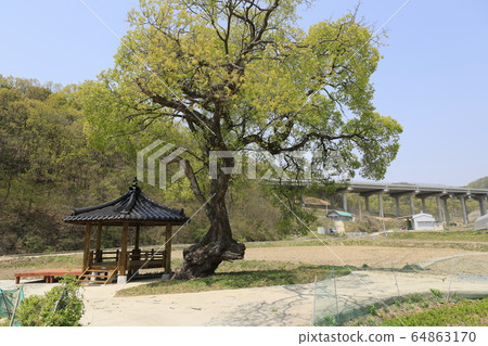 Beautiful spring scenery with willow and sperm Beautiful spring scenery with willow and sperm 64863170