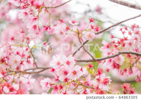 Cherry tree in full bloom  64863305