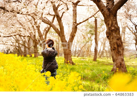 Rape road Akita 64863383