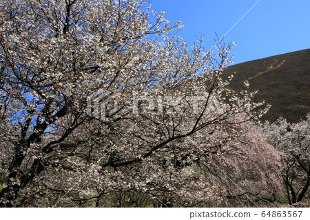 Sakura no Sato 64863567