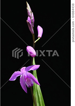 矽烷 矽烷 64864438