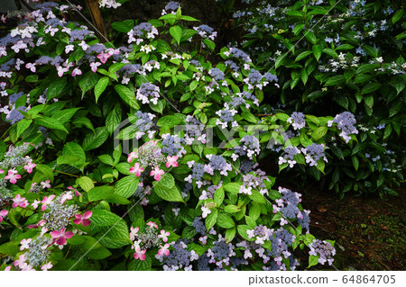 Benigaku Hydrangea 64864705