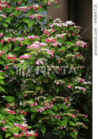 Benigaku Hydrangea 64864718