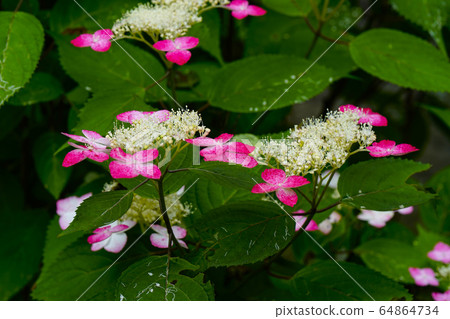 Benigaku Hydrangea 64864734