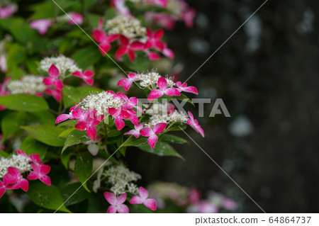Benigaku Hydrangea 64864737