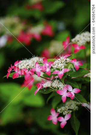 Benigaku Hydrangea 64864764
